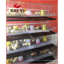 Jaula de pollos de granja de aves de corral de venta caliente para pollitos de 1 día de edad